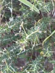 Indigofera circinnata