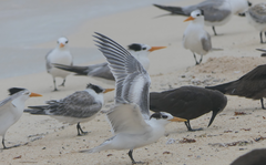 Thalasseus bengalensis