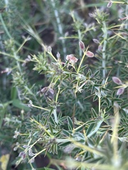 Indigofera circinnata
