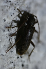 Trichoferus