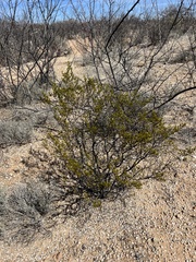 Larrea tridentata
