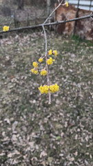 Cornus mas