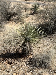 Yucca elata