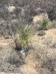 Yucca elata