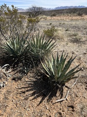 Agave palmeri