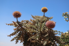 Echinops longisetus