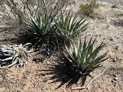 Agave palmeri