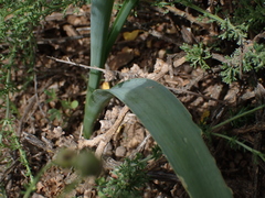 Dipcadi