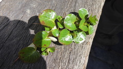 Ludwigia helminthorrhiza