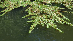 Ludwigia helminthorrhiza