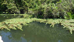 Ludwigia helminthorrhiza