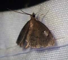 Perispasta caeculalis