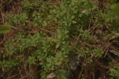 Galium spurium