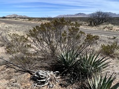 Larrea tridentata