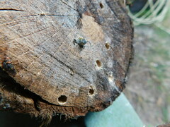 Chlorophorus glabromaculatus