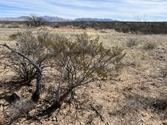 Larrea tridentata