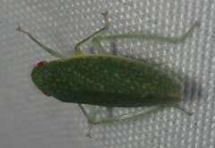 Rugosana querci