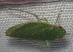 Rugosana querci