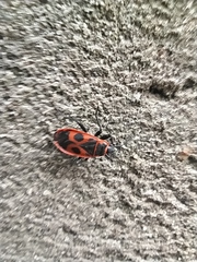 Pyrrhocoris apterus