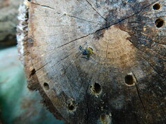 Chlorophorus glabromaculatus