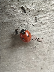 Coccinella septempunctata