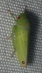Iassinae