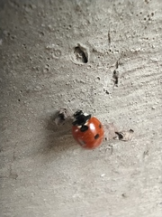 Coccinella septempunctata