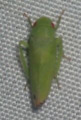 Iassinae