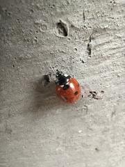 Coccinella septempunctata