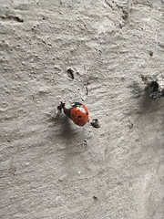 Coccinella septempunctata