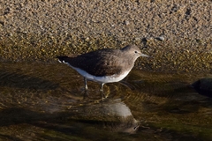 Tringa ochropus