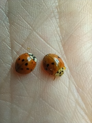 Harmonia axyridis