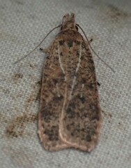 Agonopterix thelmae