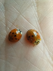 Harmonia axyridis
