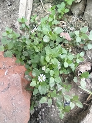 Stellaria media
