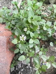Stellaria media