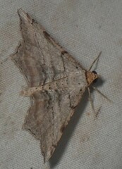 Macaria multilineata