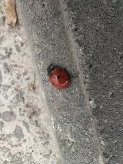 Coccinella septempunctata