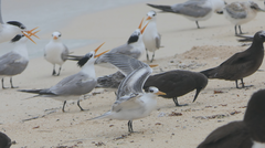 Thalasseus bengalensis