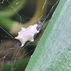 Uloborus plumipes
