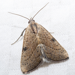 Galgula partita