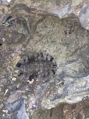 Acanthopleura granulata