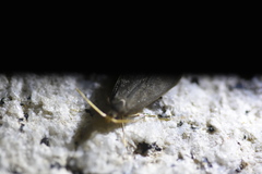 Lecithoceridae