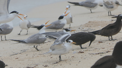 Thalasseus bengalensis