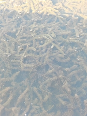 Hydrilla verticillata