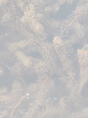 Hydrilla verticillata