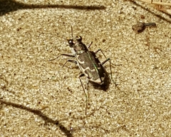 Cicindela repanda repanda