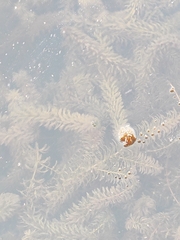 Hydrilla verticillata