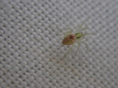 Nigma puella