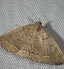 Zanclognatha marcidilinea